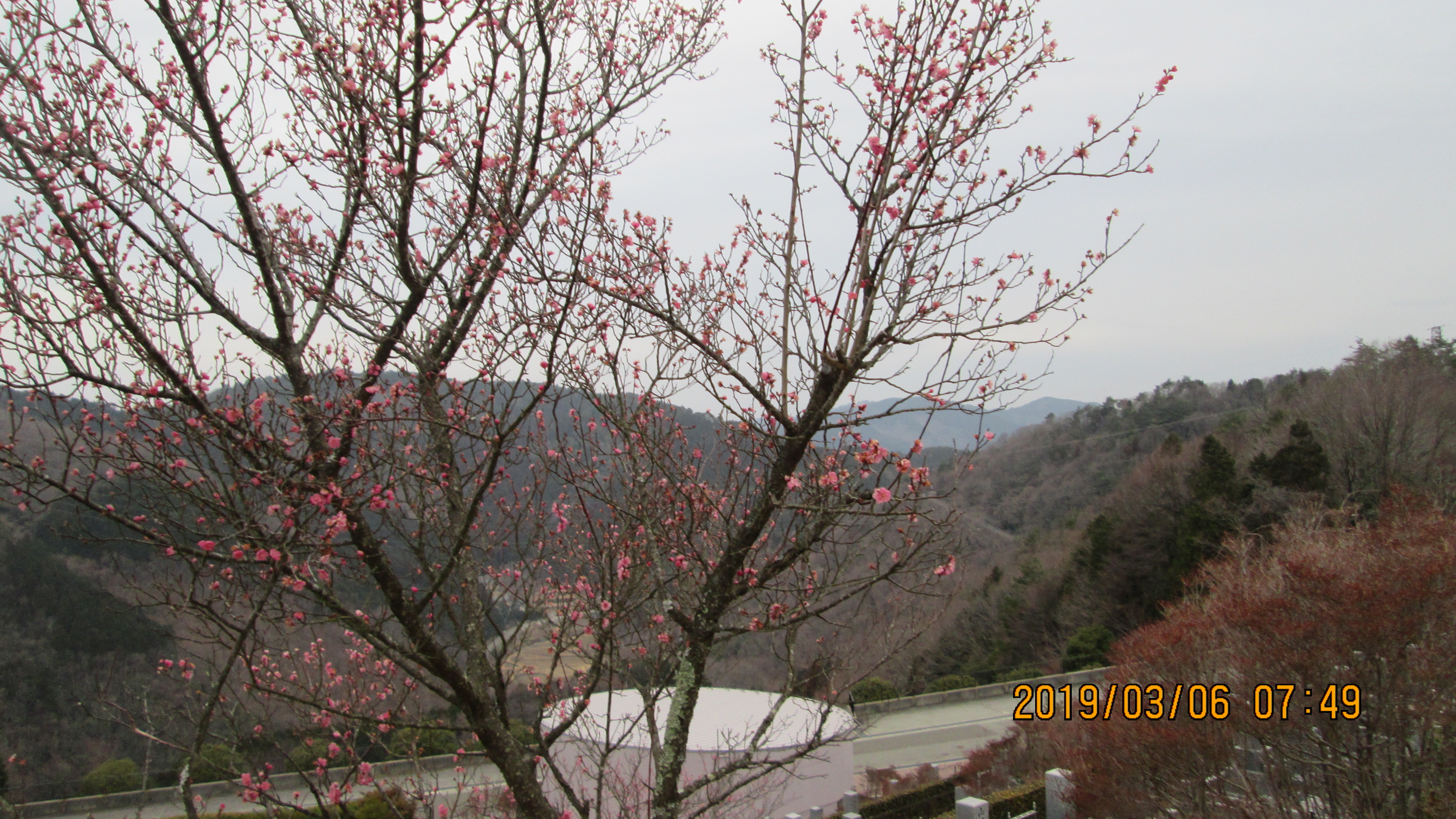 3番枝道・「梅の花」風景