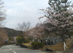 バス通り・5区墓所桜風景