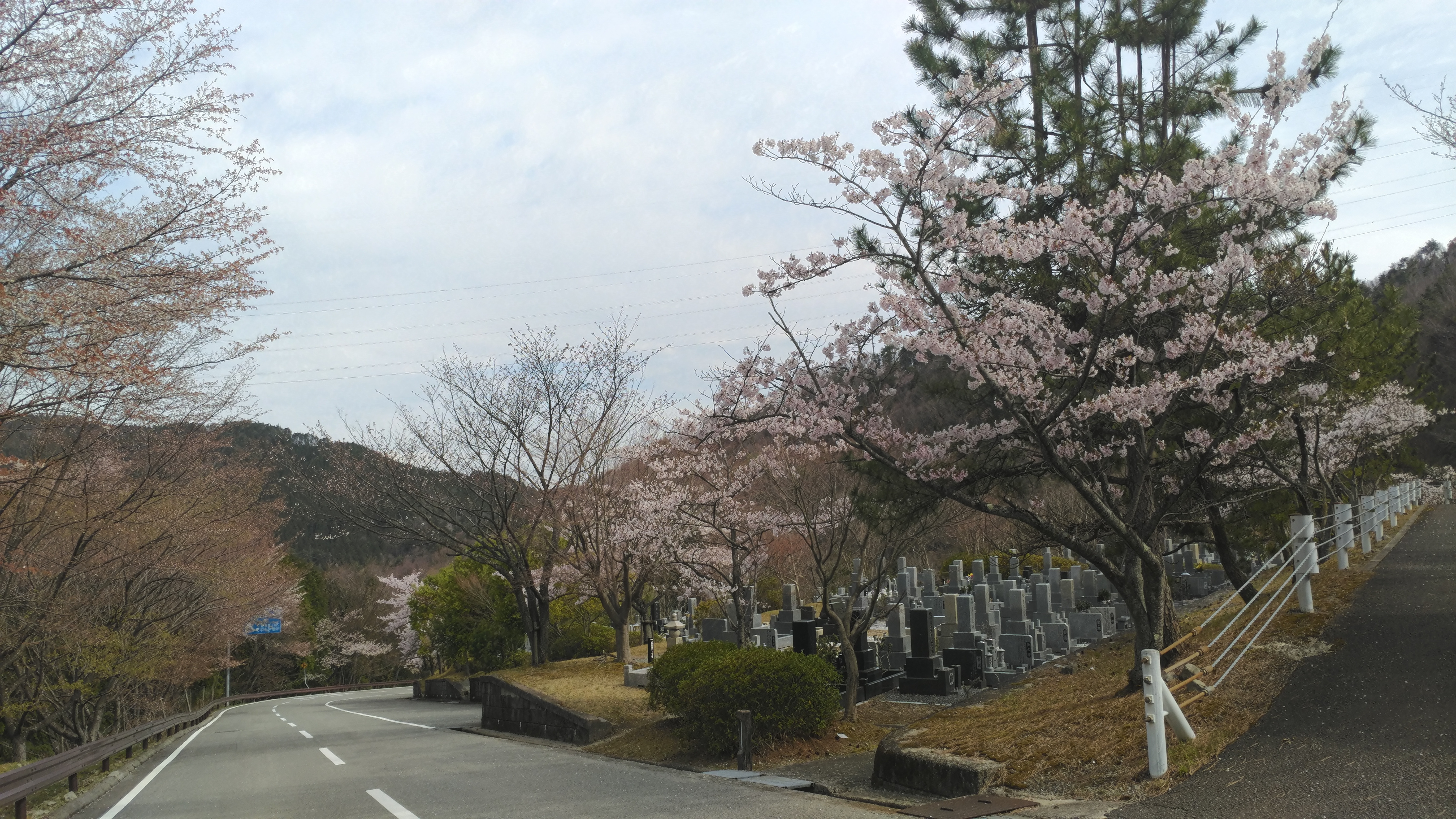 バス通り・5区墓所桜風景