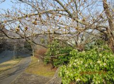 「桜情報」・10区8番枝道の風景