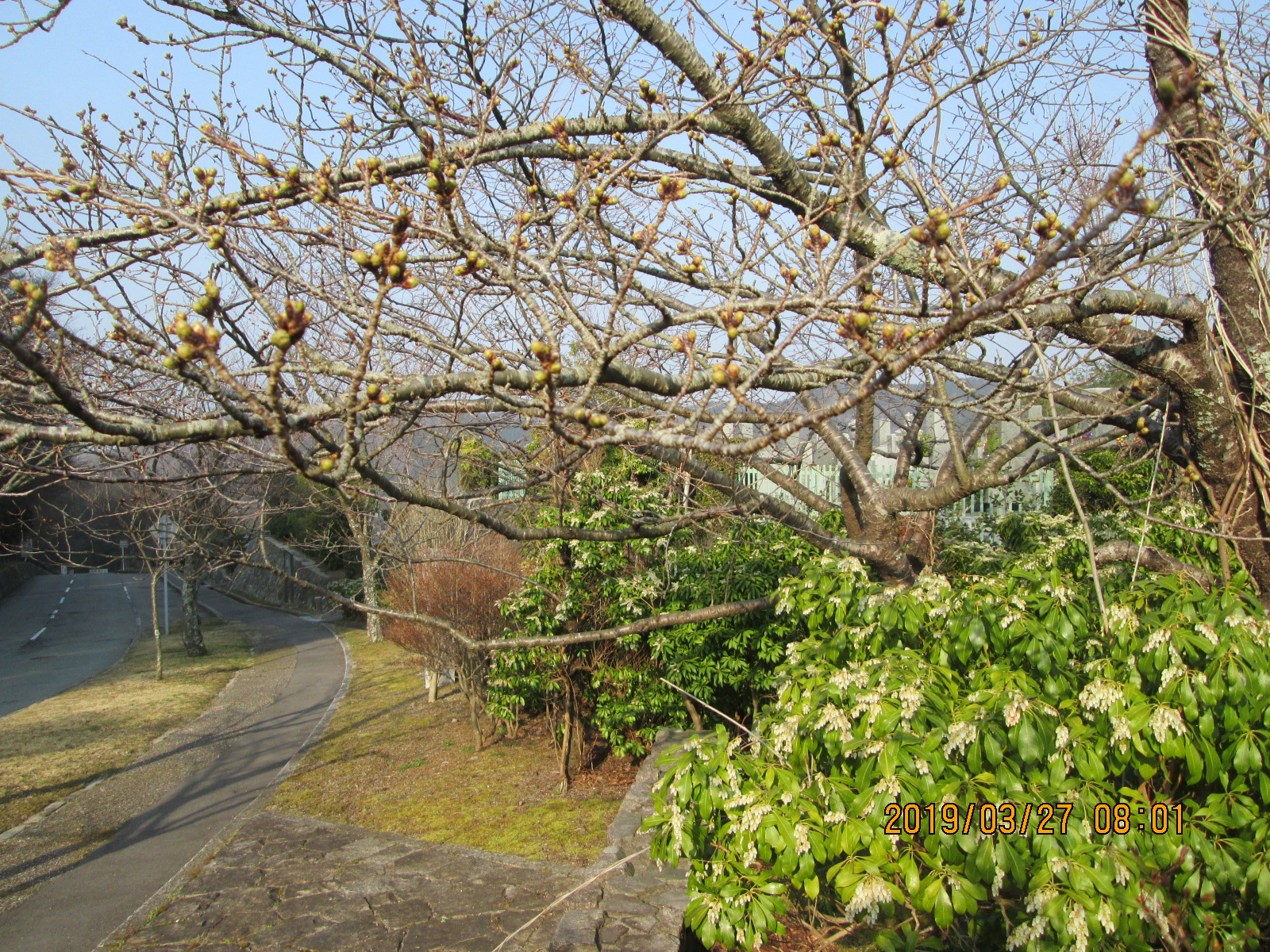 「桜情報」・10区8番枝道の風景