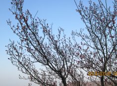 2番枝道～7区休憩所上「梅の花」