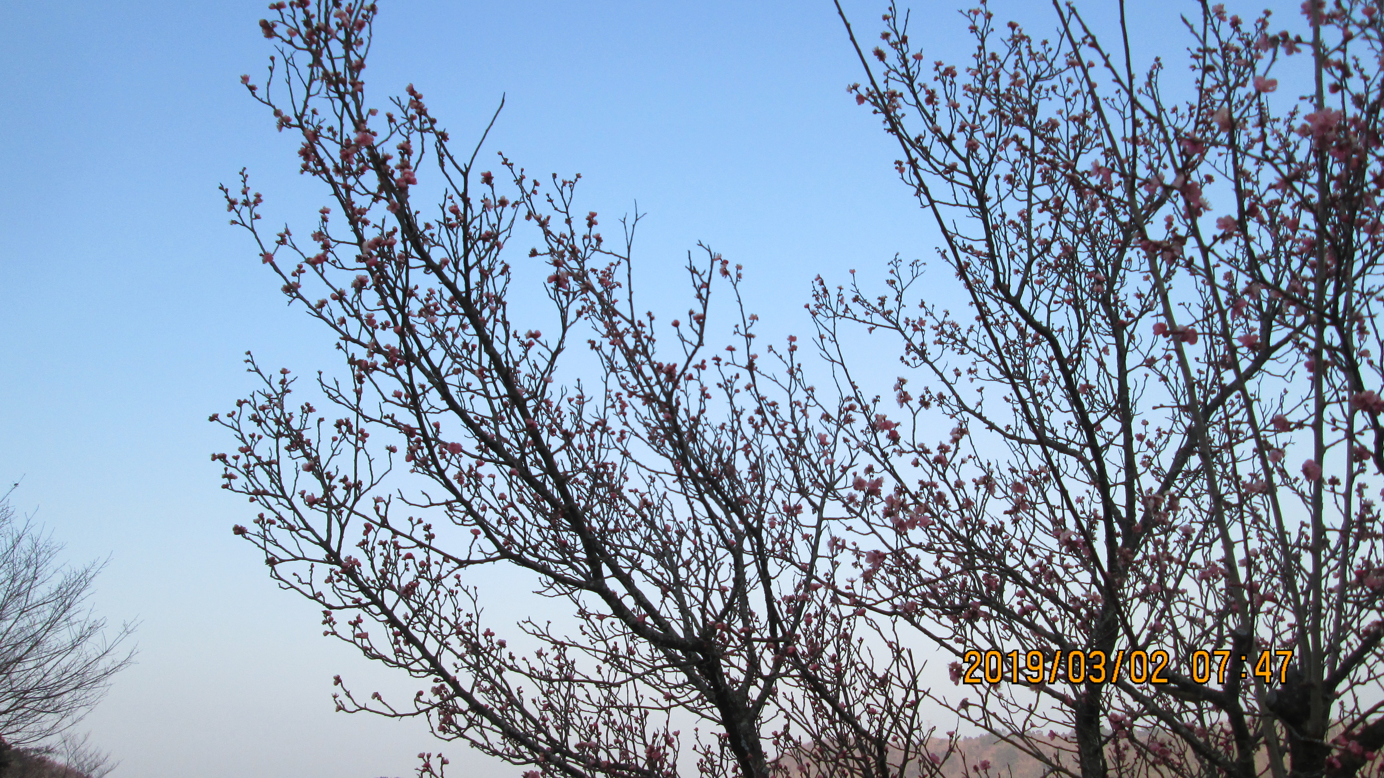 2番枝道～7区休憩所上「梅の花」