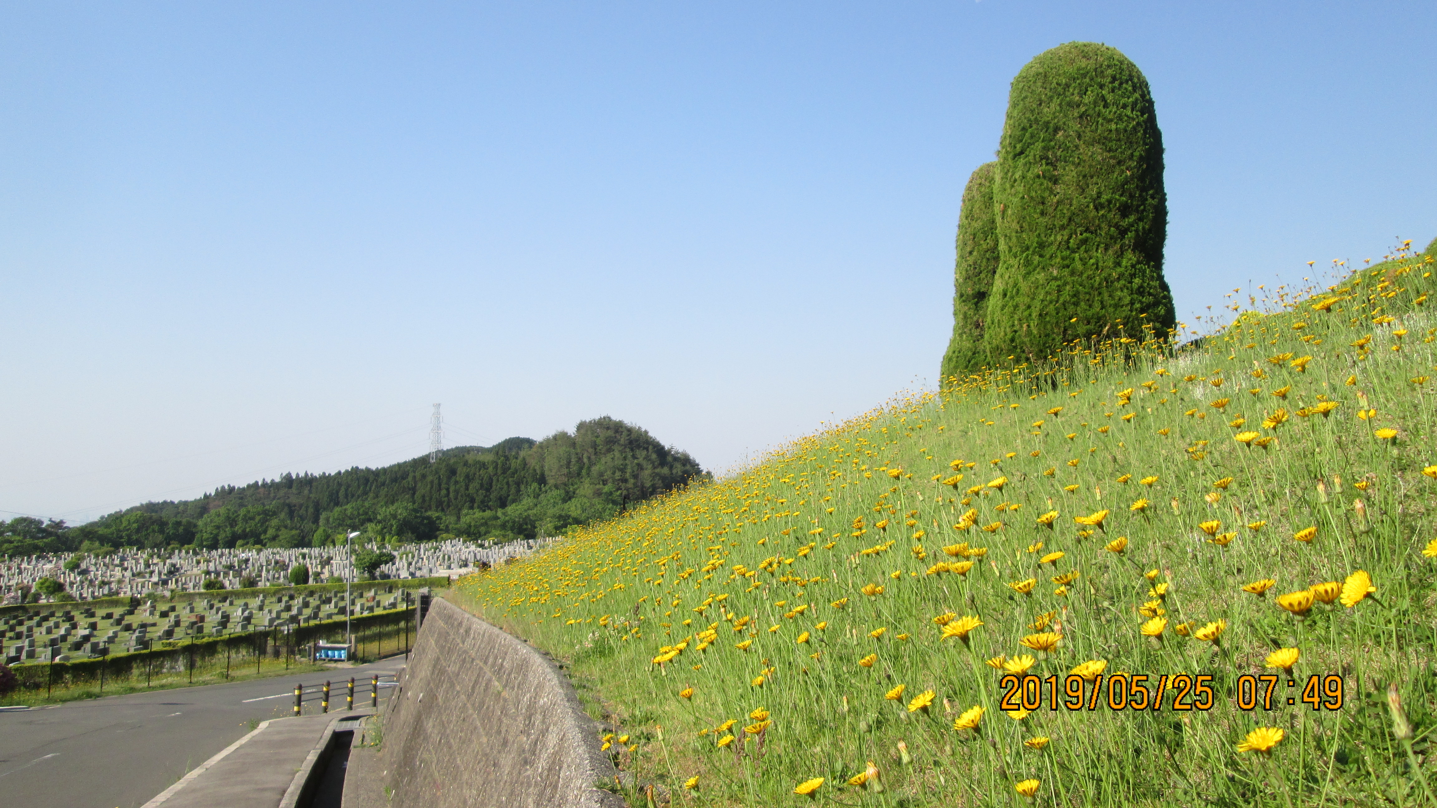 11区2番芝生墓所法面～（ブタナ）