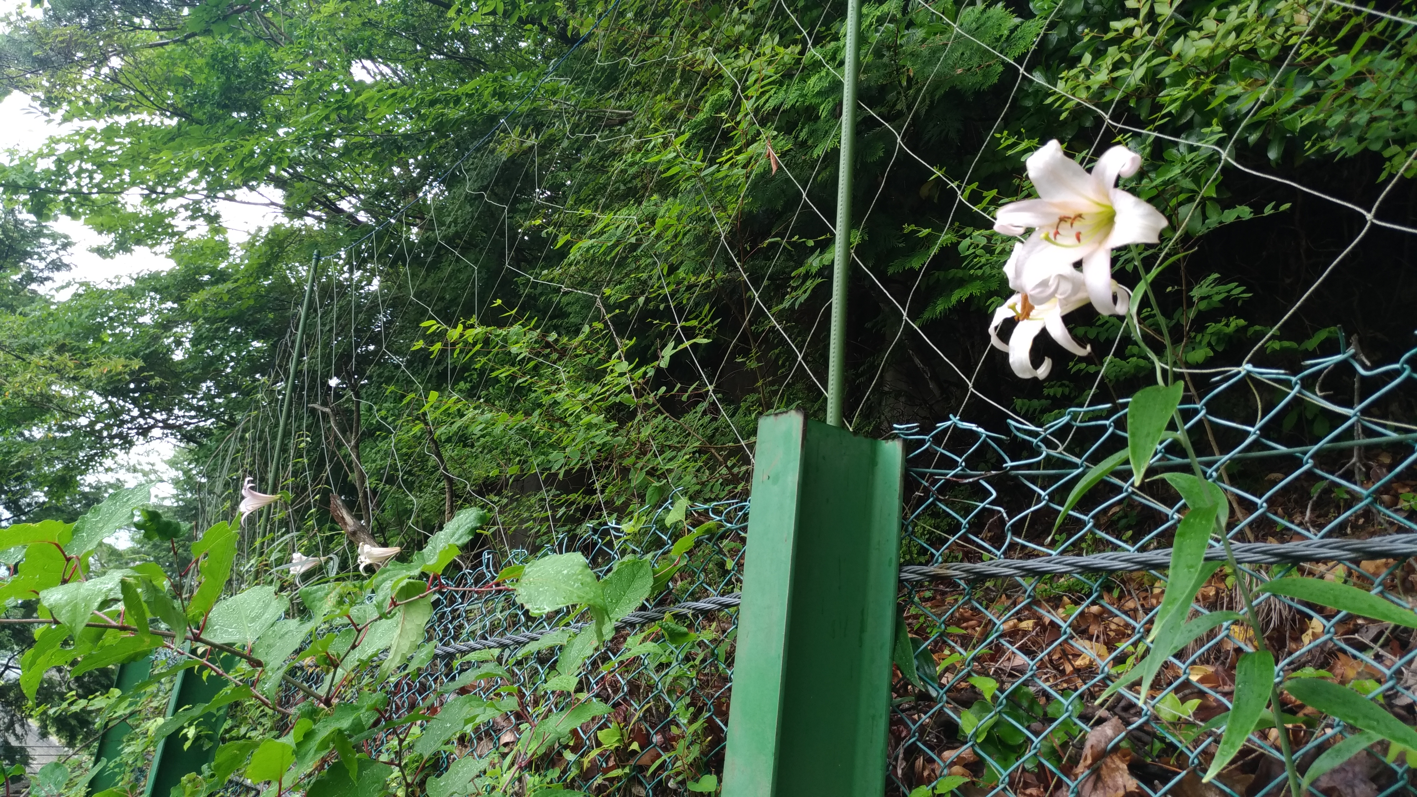 現在霊園で開花中の花・笹小百合