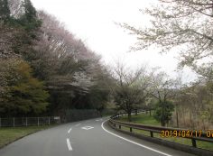 バス通り・5区バス停手前風景