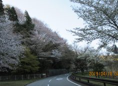 バス通り・5区バス停手前「桜」