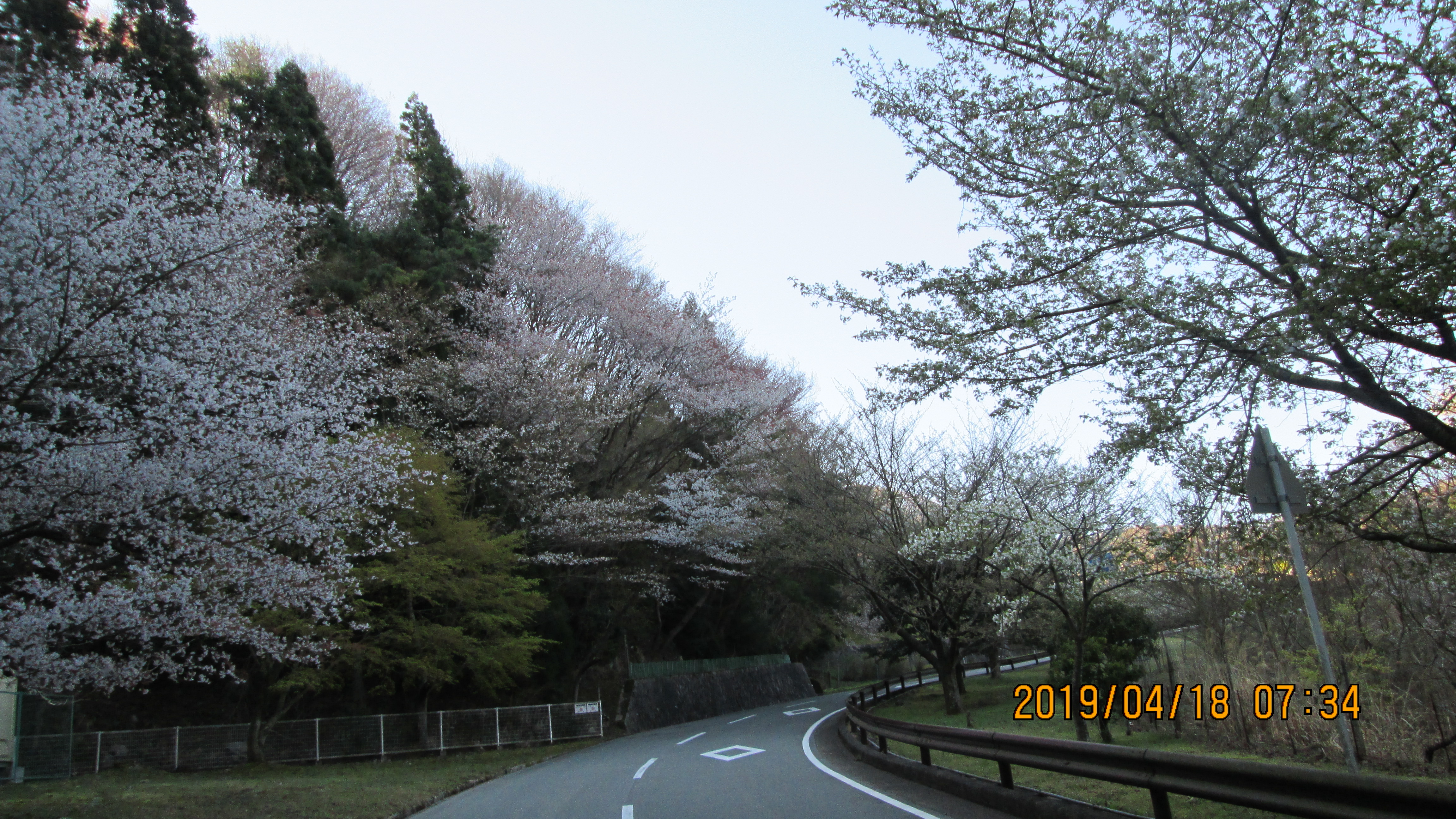 バス通り・5区バス停手前「桜」