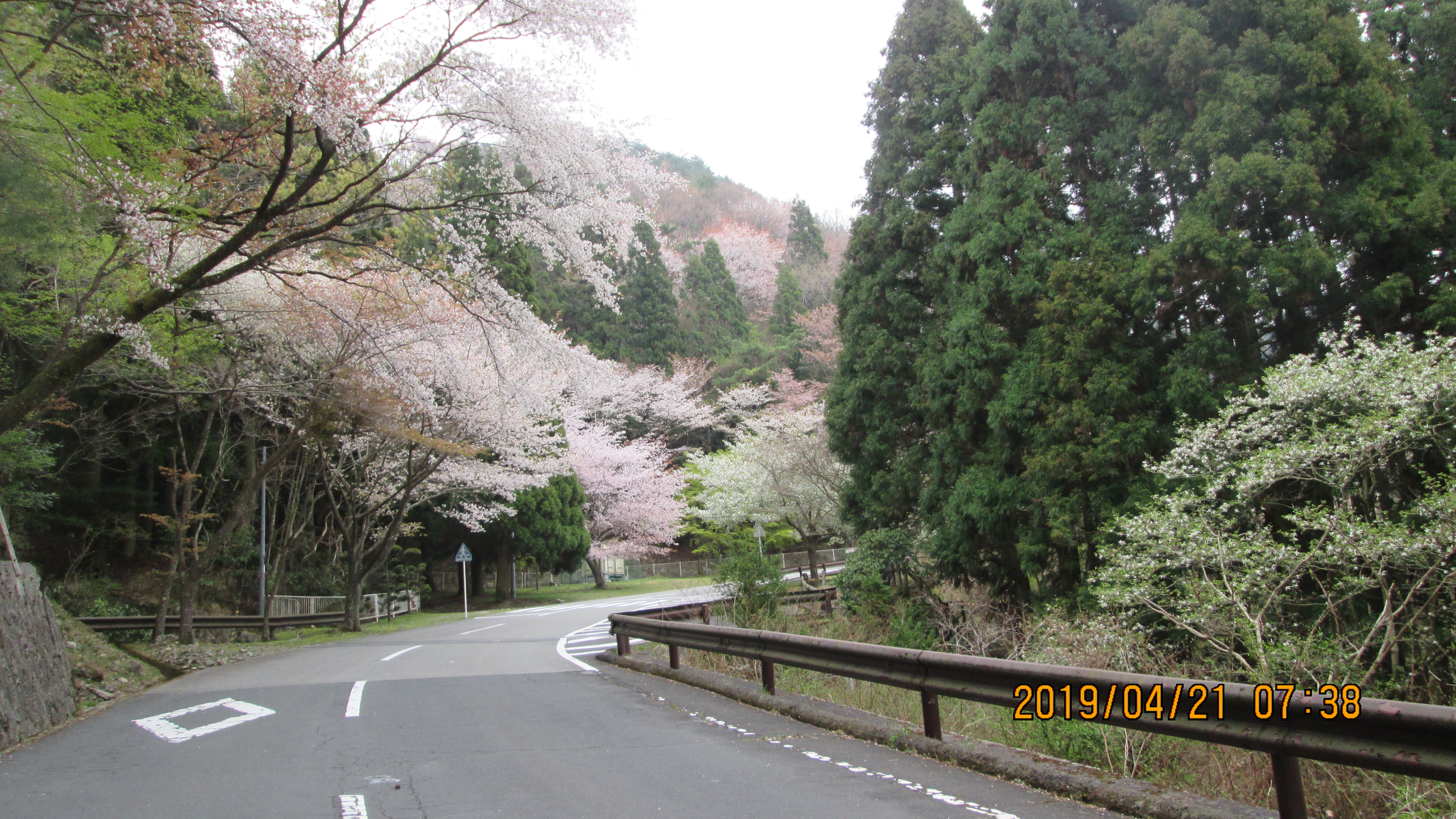 バス通り・5区バス停手前「山桜」