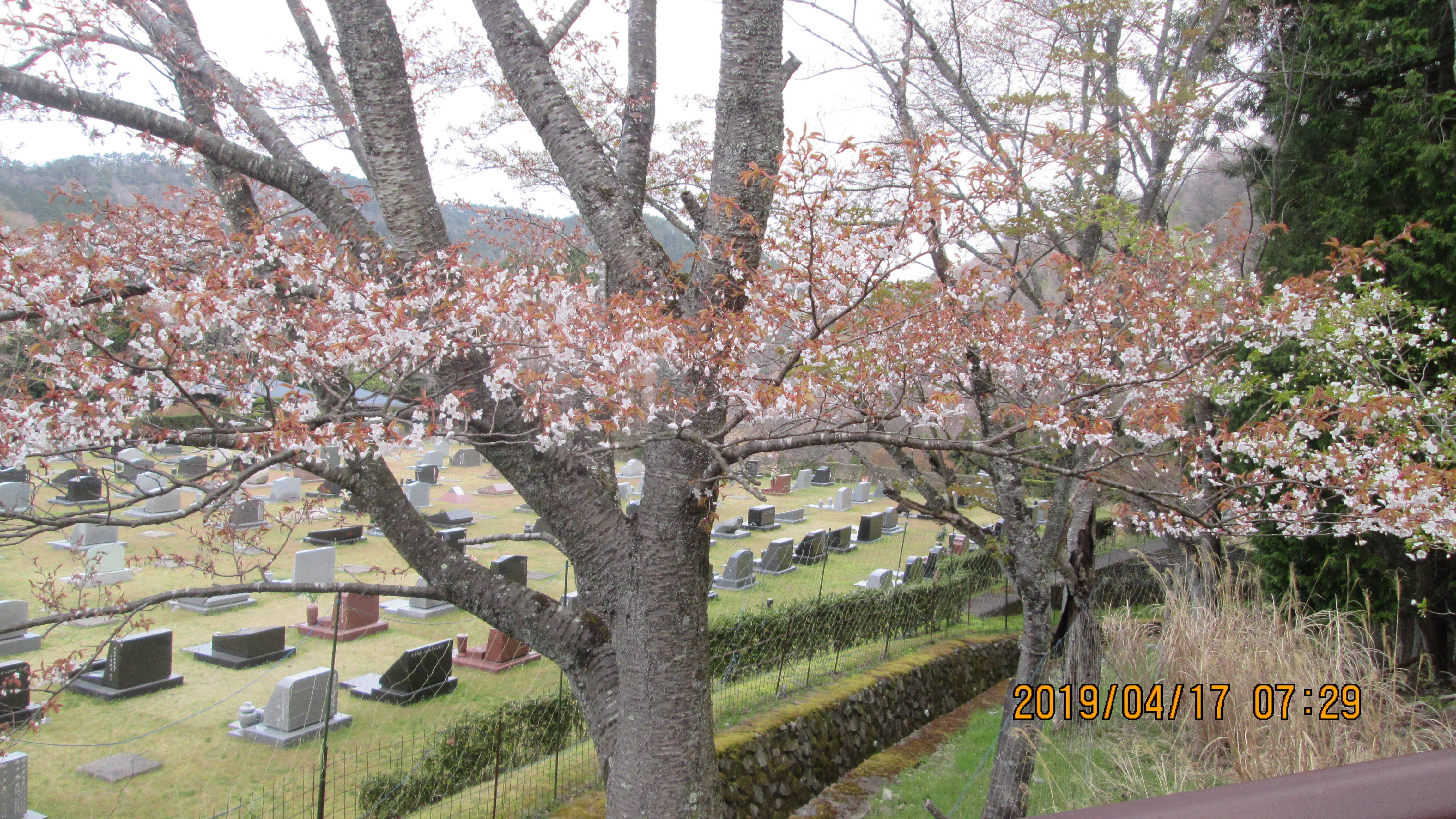  バス通り・5区芝生墓所風景