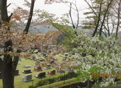 バス通り・5区芝生墓所風景