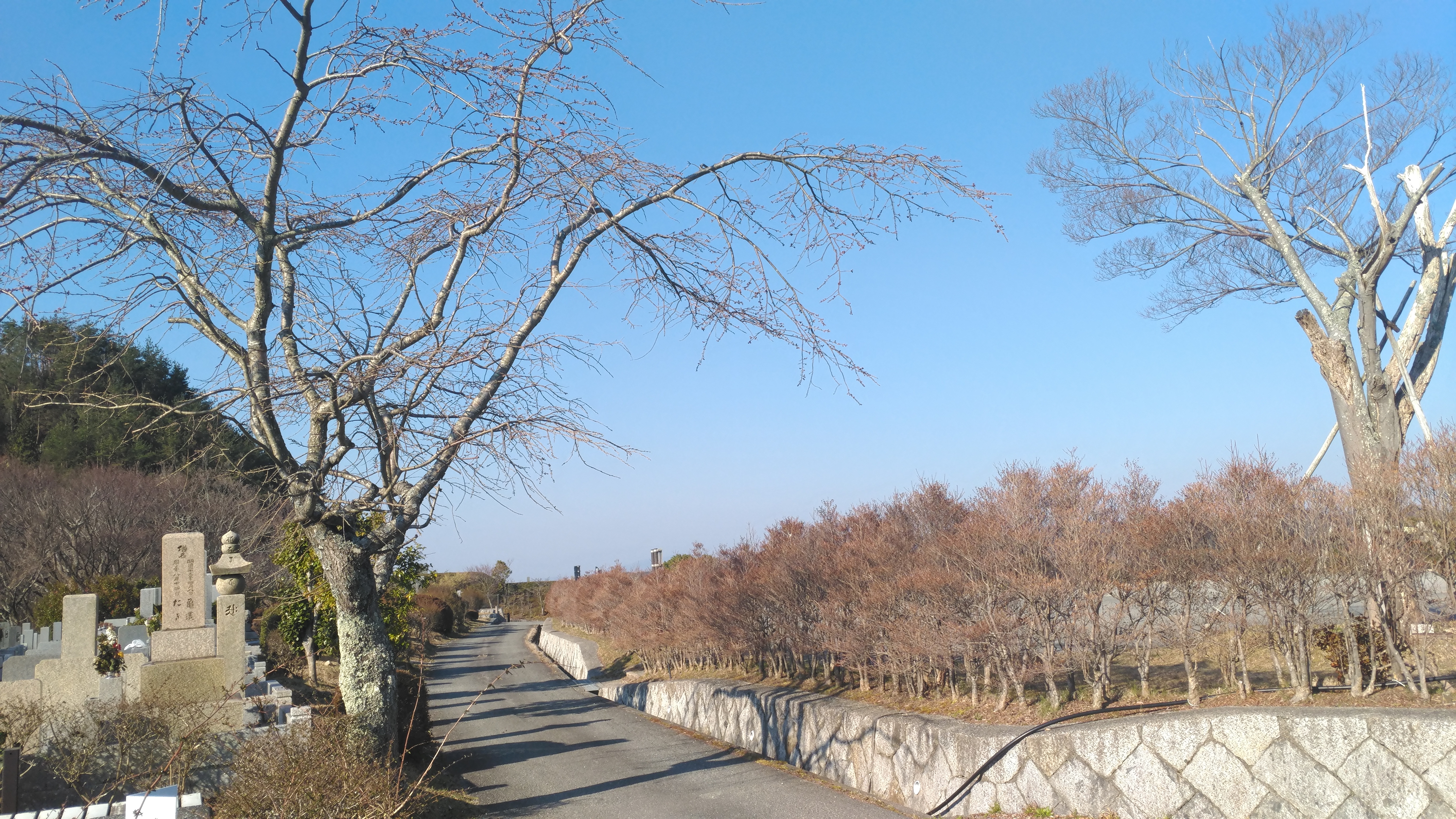 一般墓域・1区10番枝道「桜・蕾」