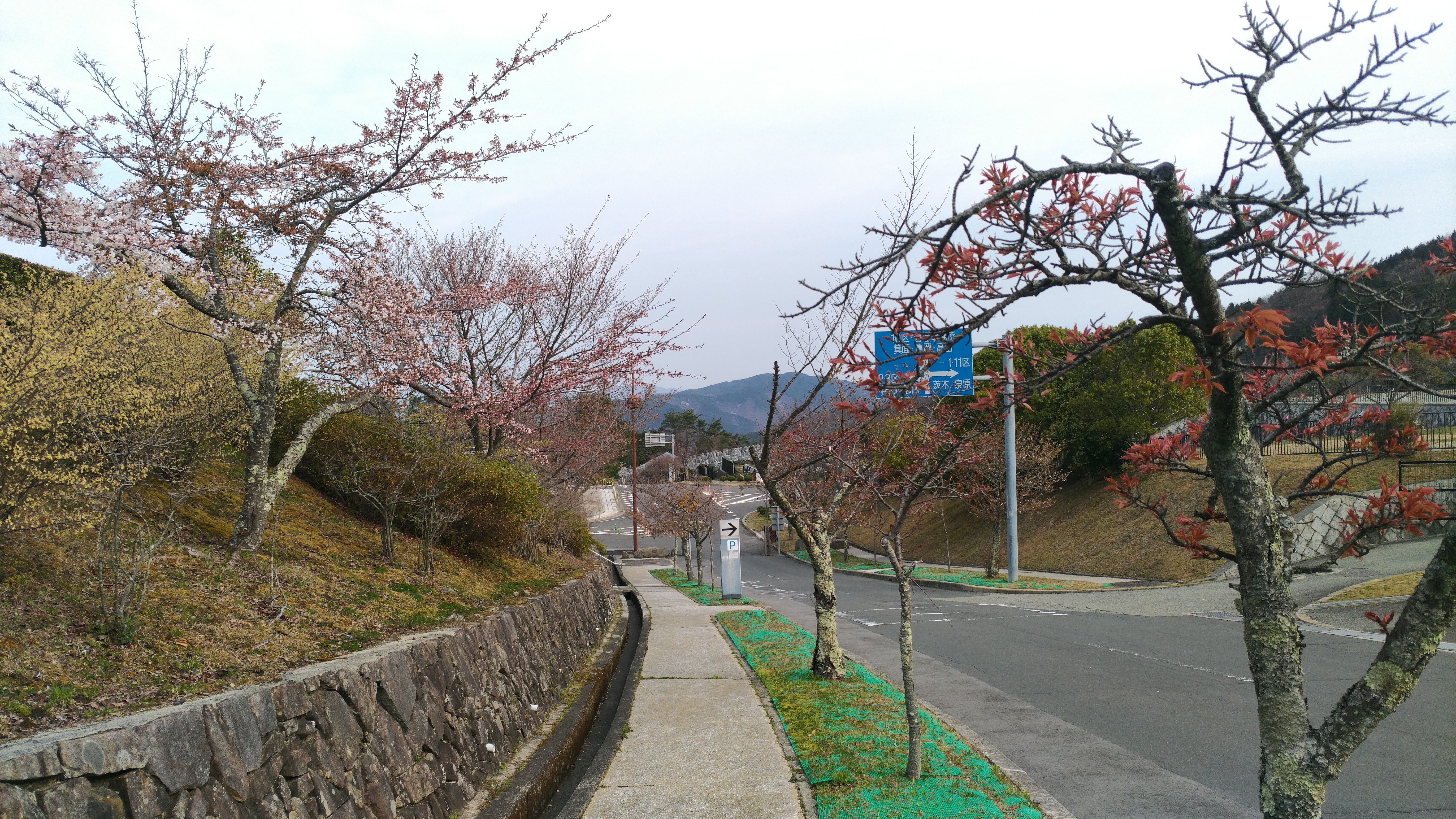 バス通り・2区墓所横歩道～風景