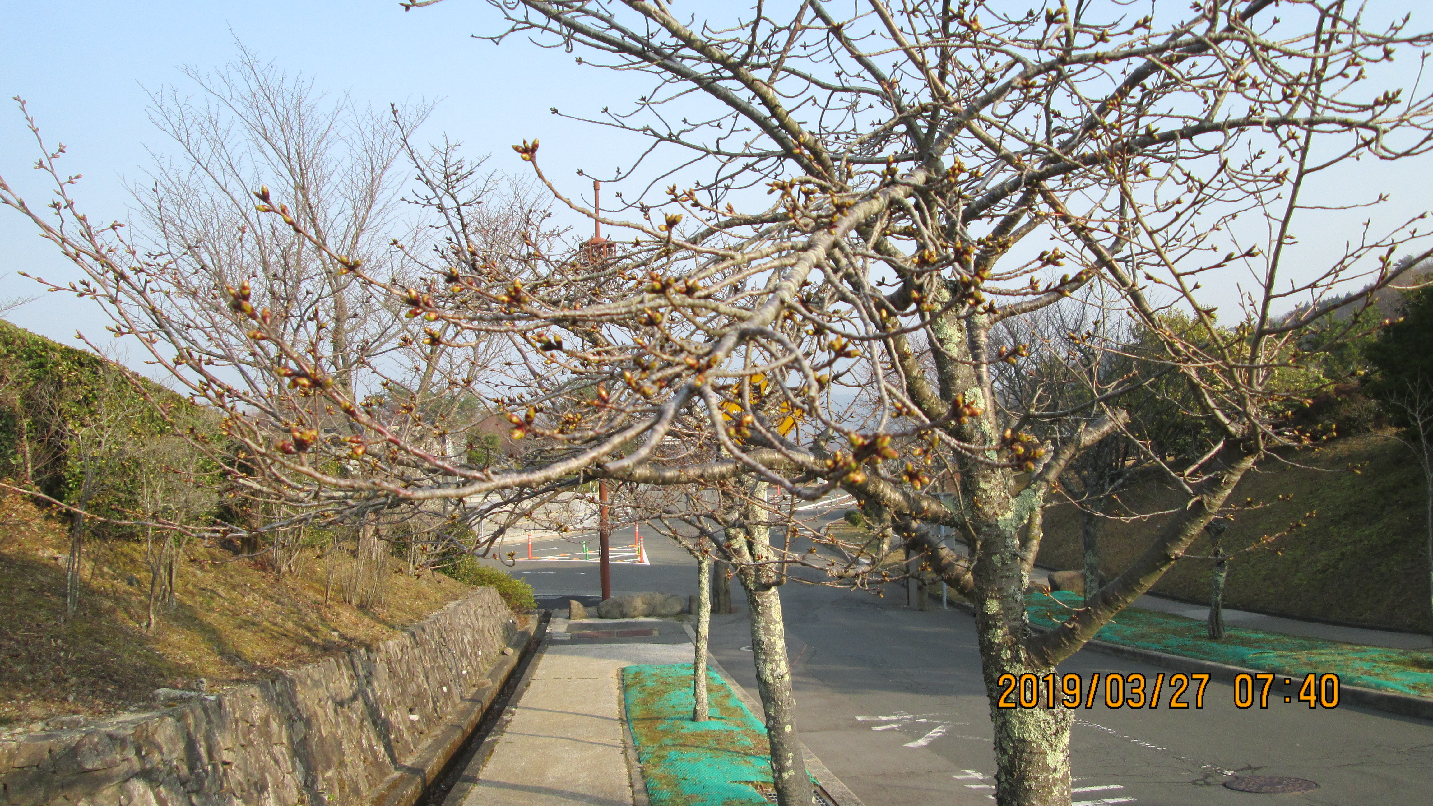  「桜情報」・2区2番墓所駐車場前