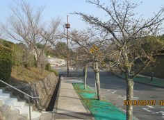 バス通り・2区墓所歩道～風景