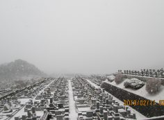 11区2/3番墓参道からの風景