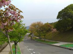 バス通り・2区墓所横歩道風景