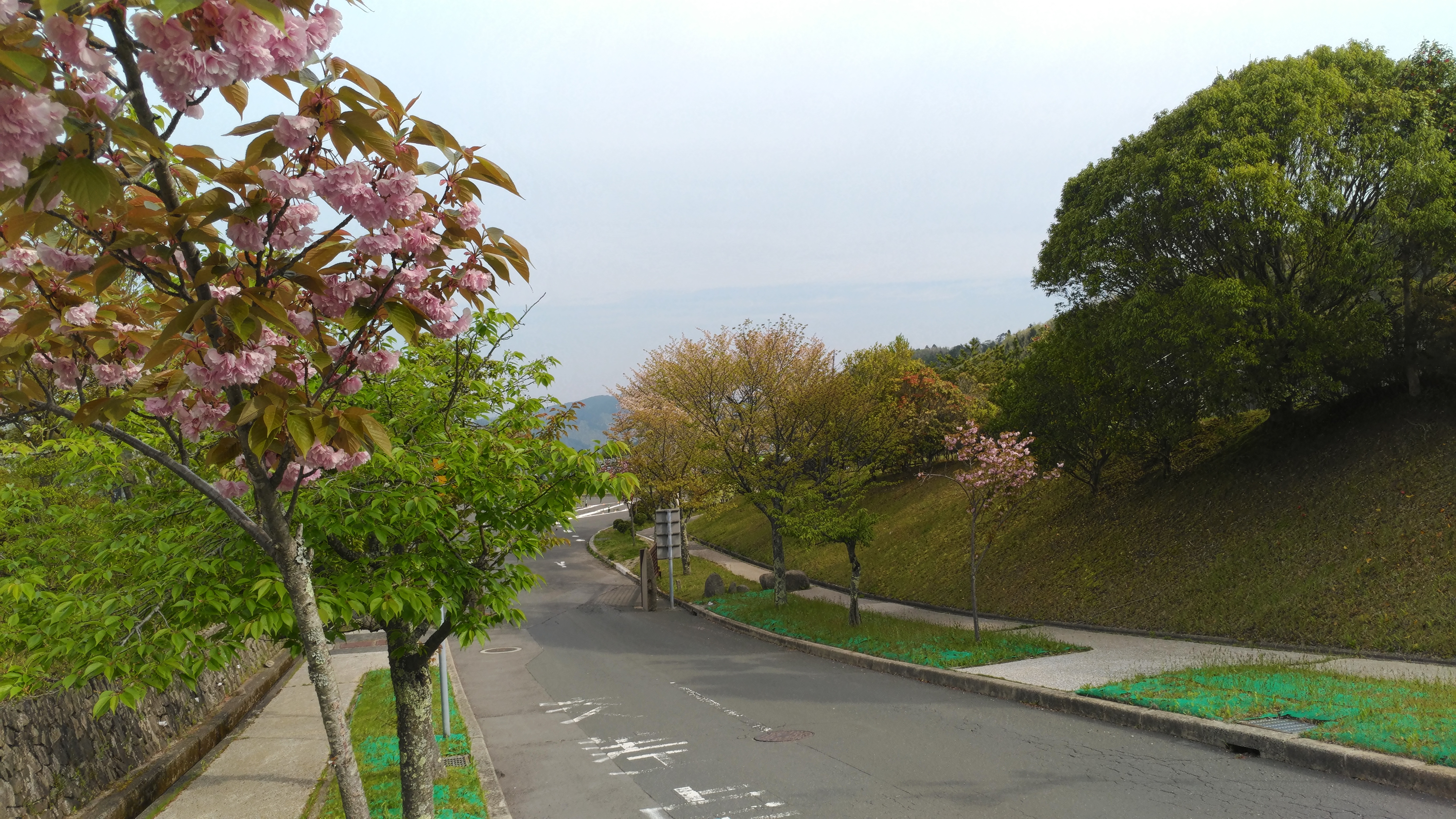 バス通り・2区墓所横歩道風景