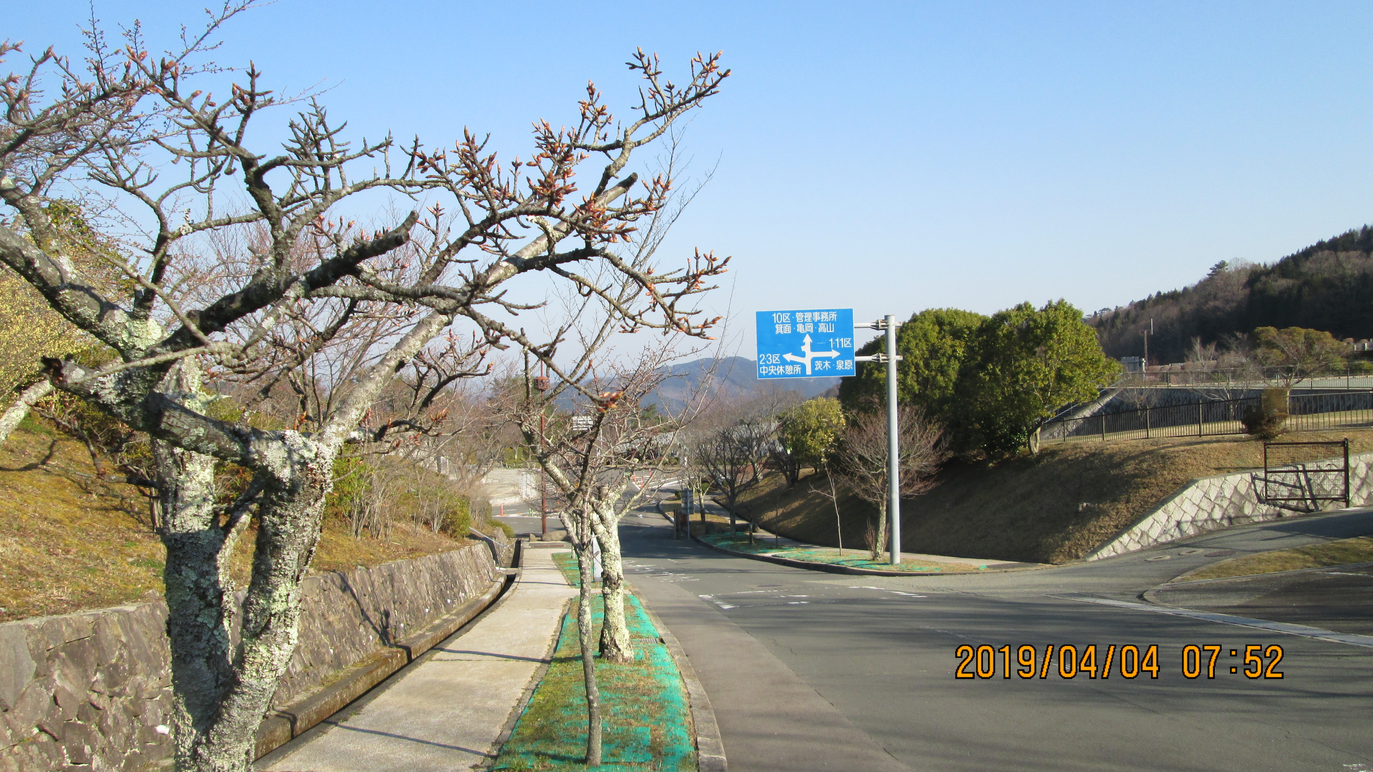 バス通り・2区墓所「桜・蕾」