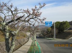 バス通り・2区墓所駐車場前「桜」