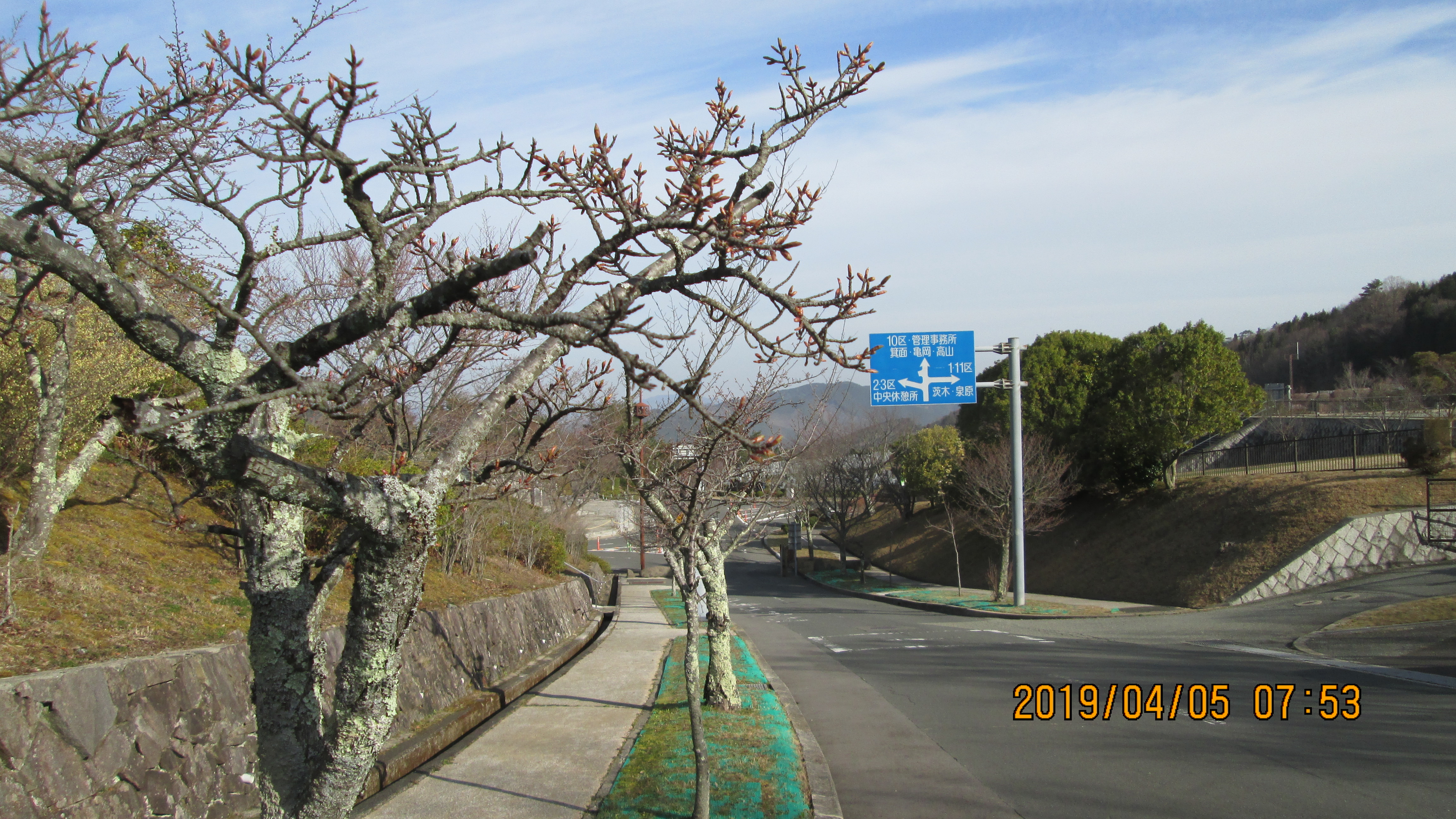 バス通り・2区墓所駐車場前「桜」