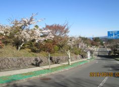 バス通り・2区2番墓所歩道から