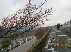  階段墓域・8区5番墓所「梅の花」①