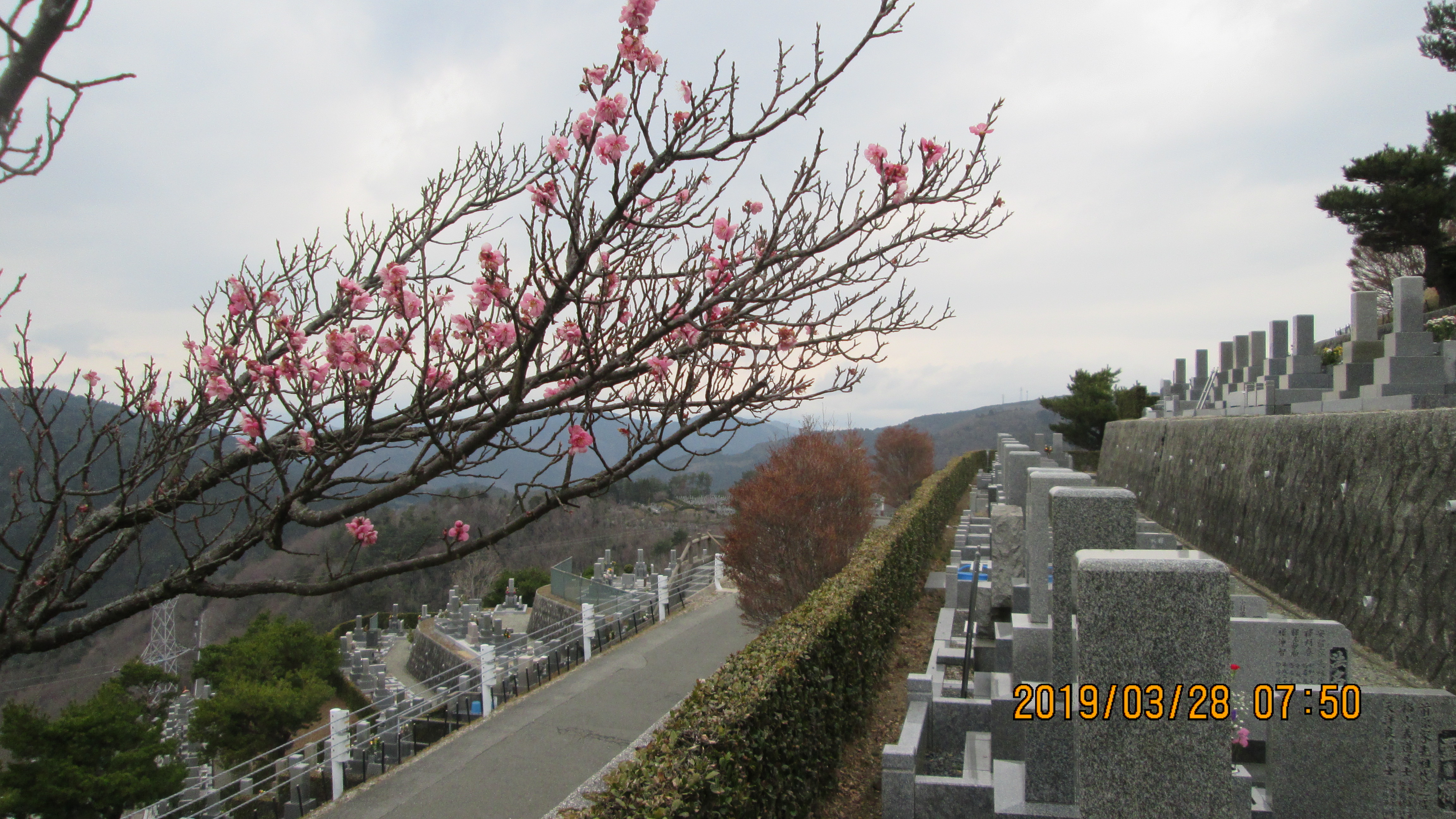  階段墓域・8区5番墓所「梅の花」①