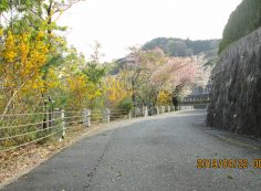 階段墓域・3番枝道風景