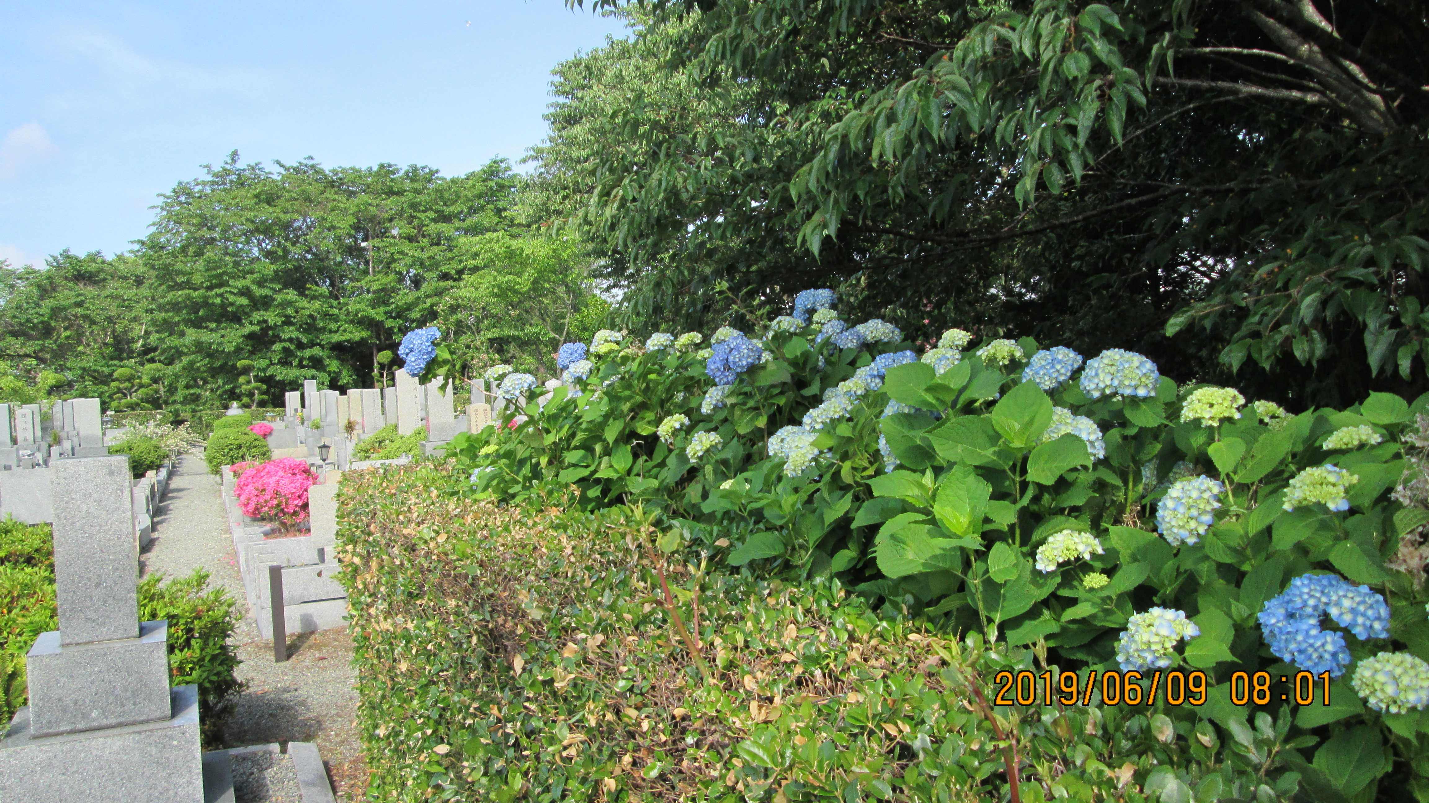 一般墓域・3区4番墓所・紫陽花
