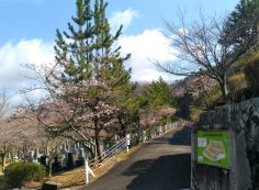  階段墓域・5区1/2番枝道「桜」風景