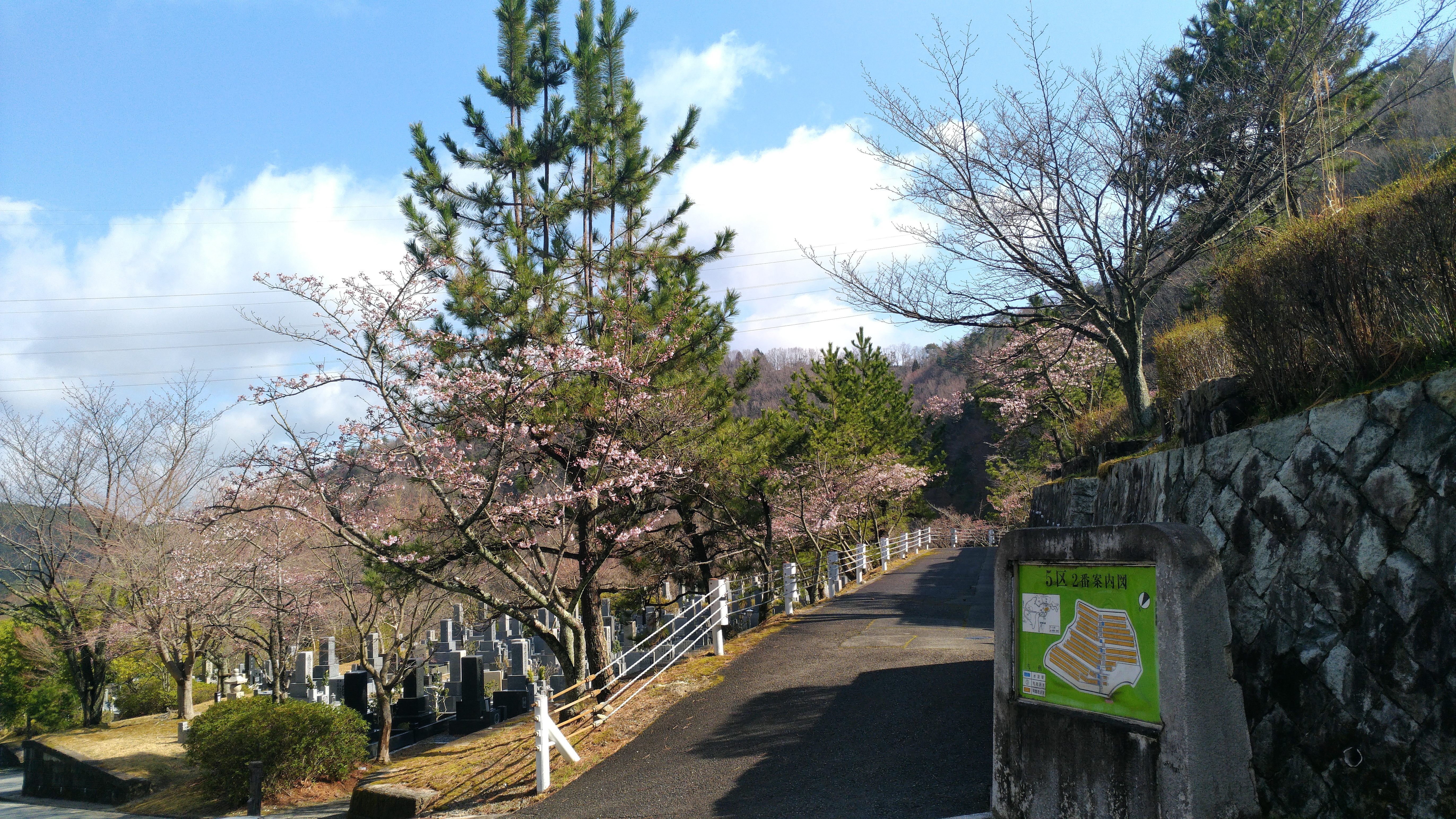  階段墓域・5区1/2番枝道「桜」風景