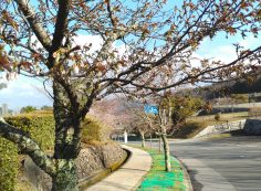 バス通り・2区墓所歩道～風景