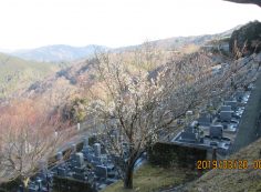 階段墓域・7区7番「梅の花」風景