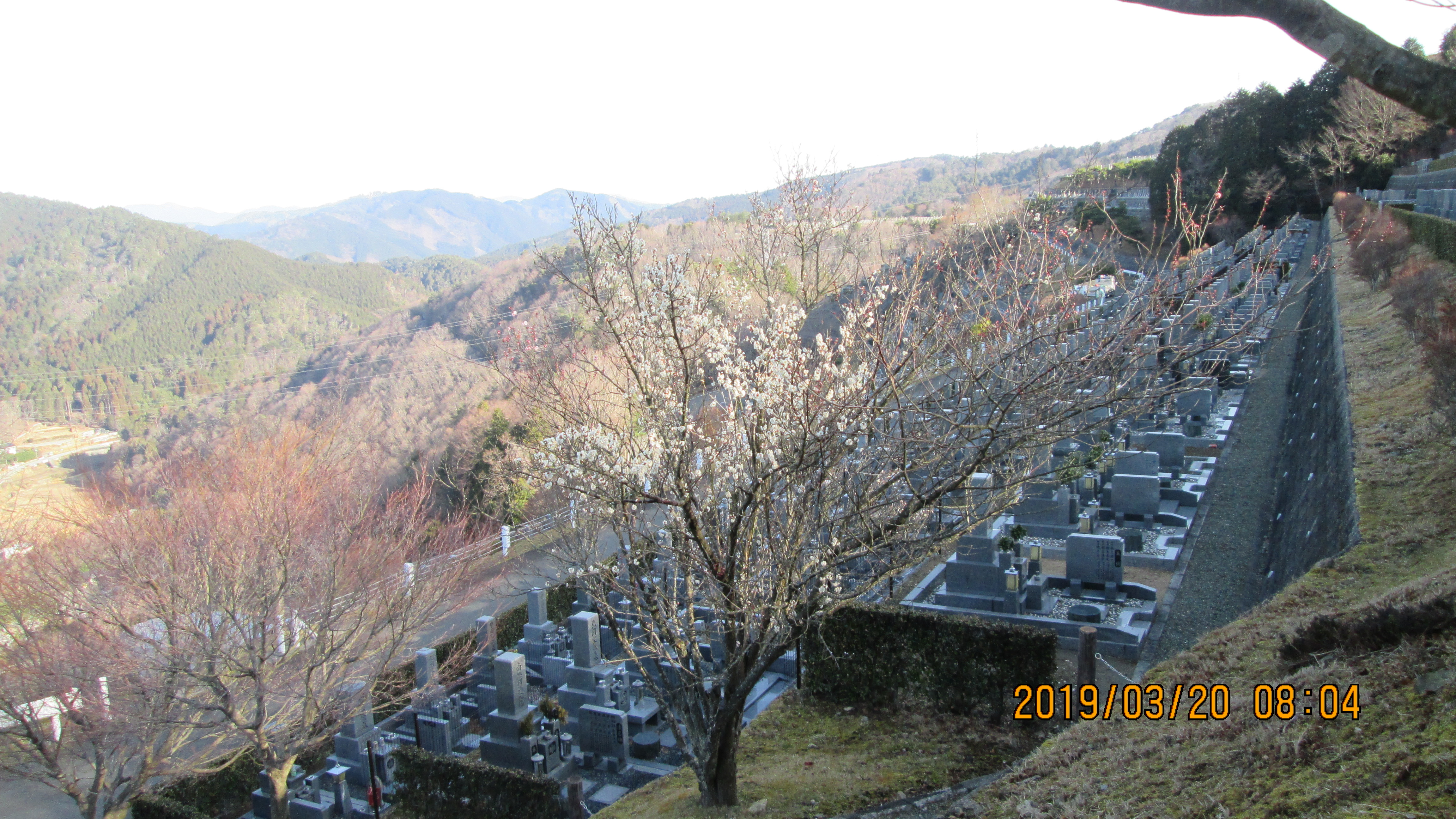 階段墓域・7区7番「梅の花」風景