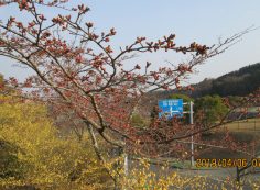 一般墓域・2区3番「桜」写真