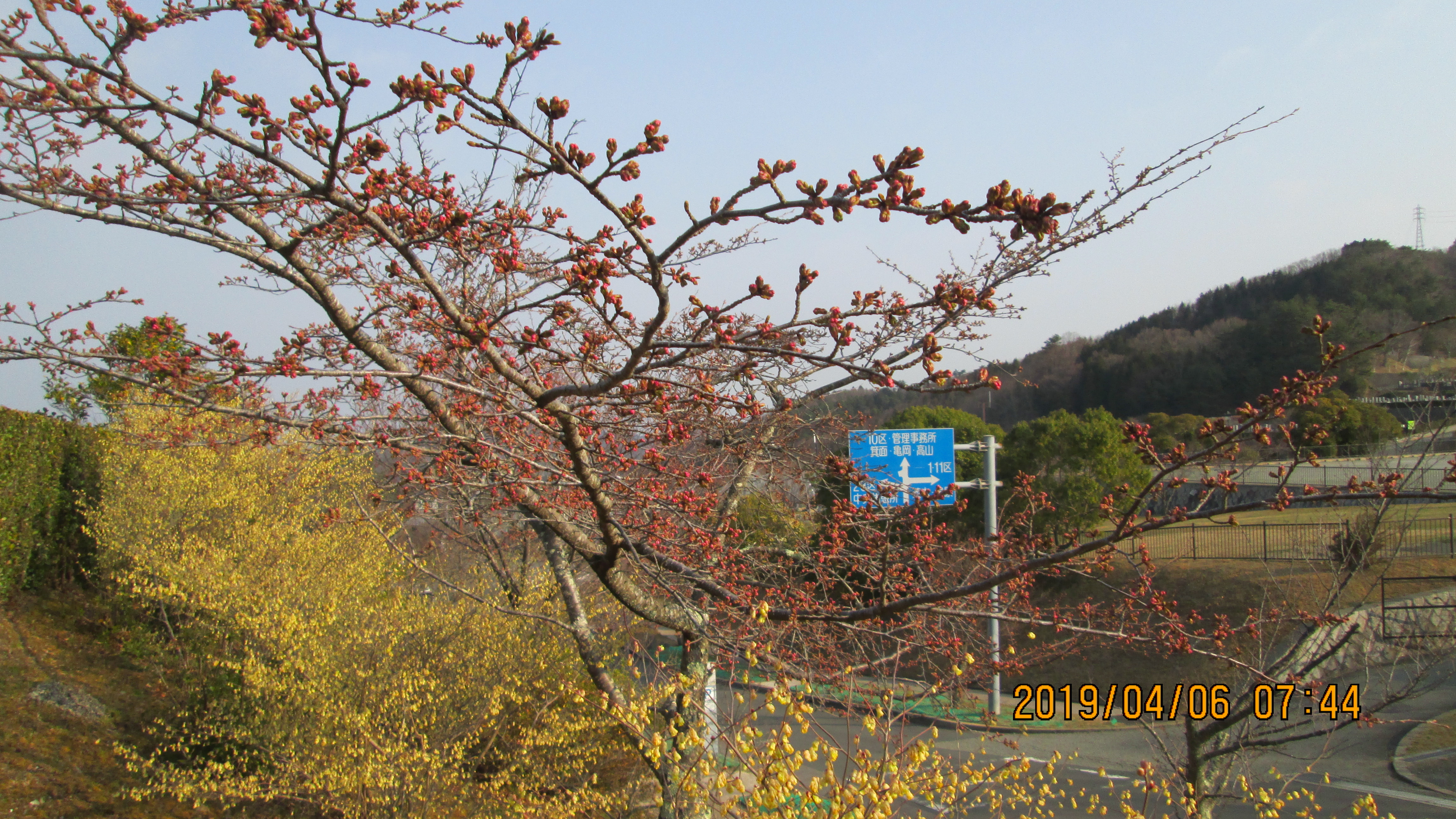 一般墓域・2区3番「桜」写真