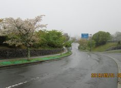 バス通り・2区2番横歩道風景