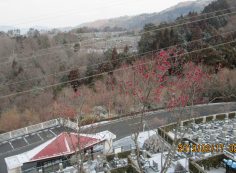 階段墓所：「梅の花・開花写真」