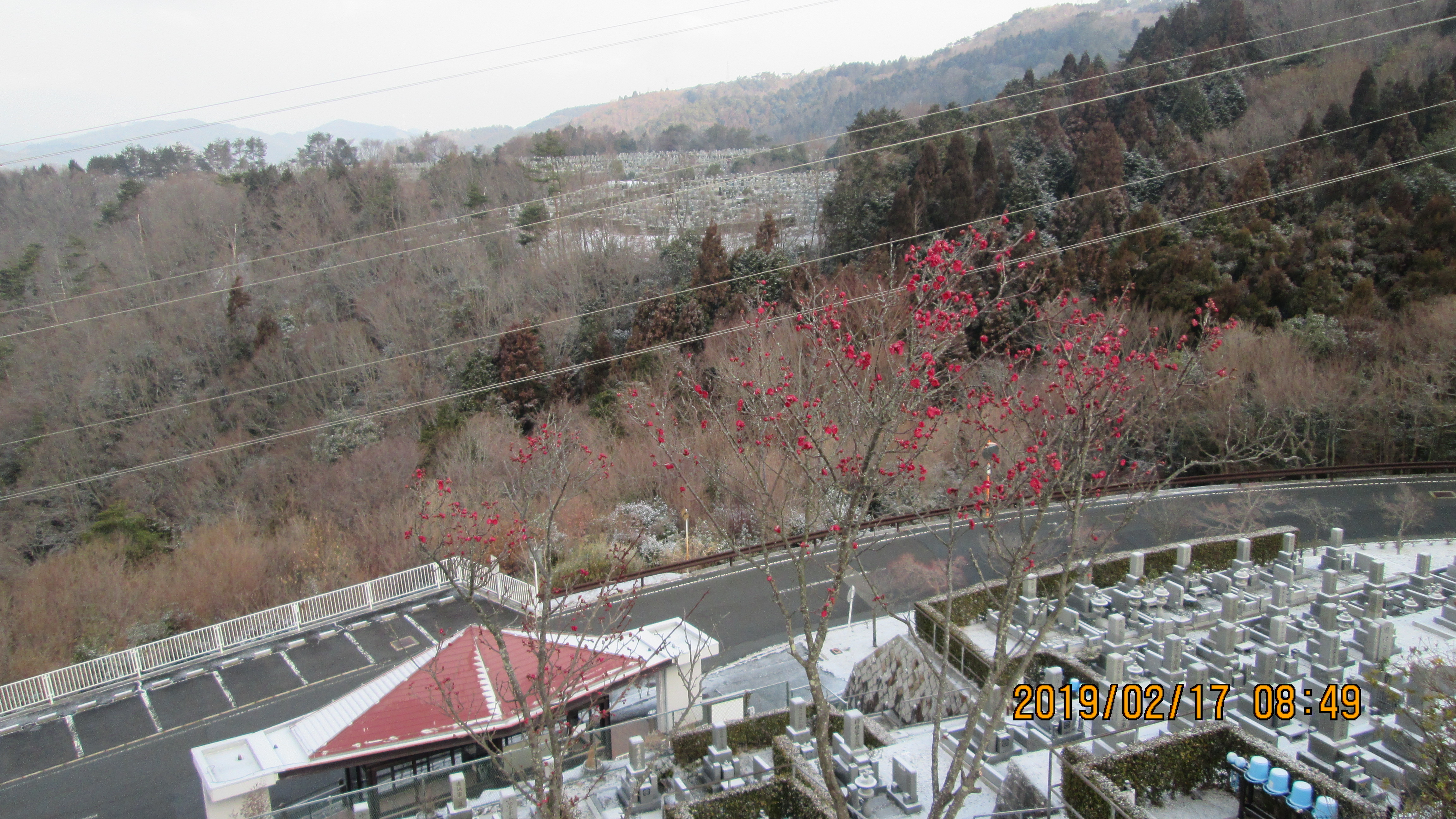 階段墓所：「梅の花・開花写真」