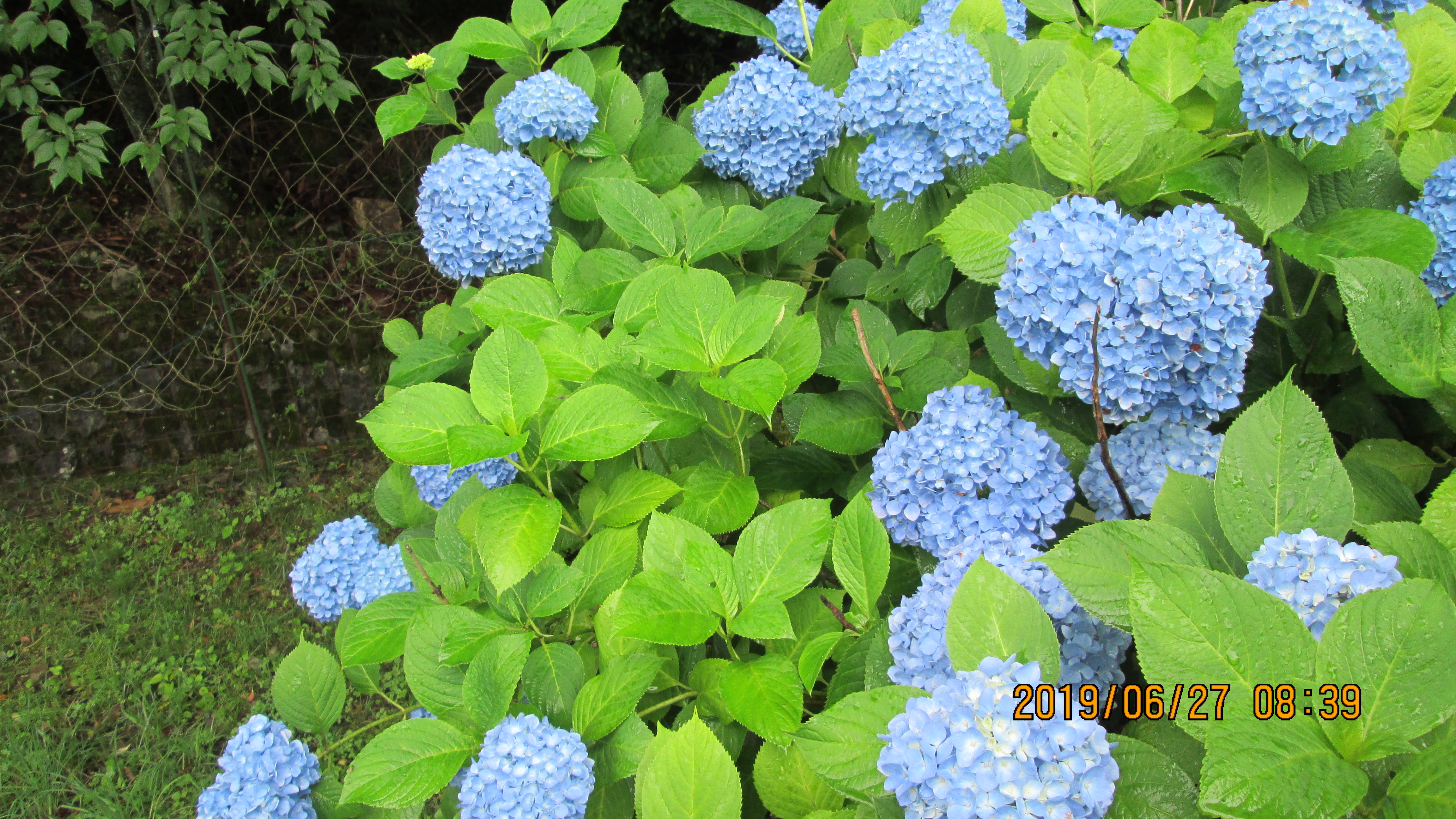  現在霊園で開花中の花・紫陽花