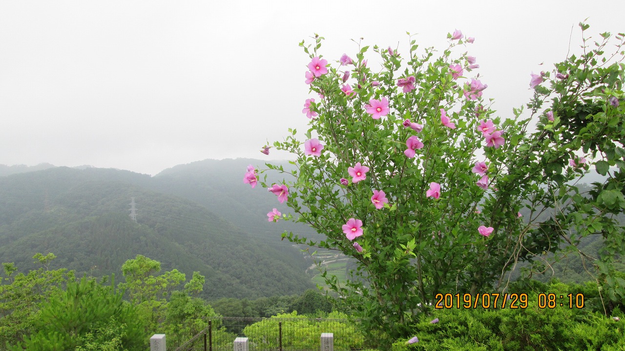 階段墓域・7区3番墓所～（花）撮影