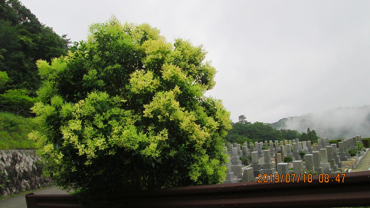 一般墓域・10区5番墓所（樹木花）撮影
