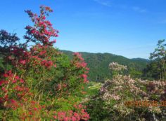 季節の樹木・花・5区階段墓域