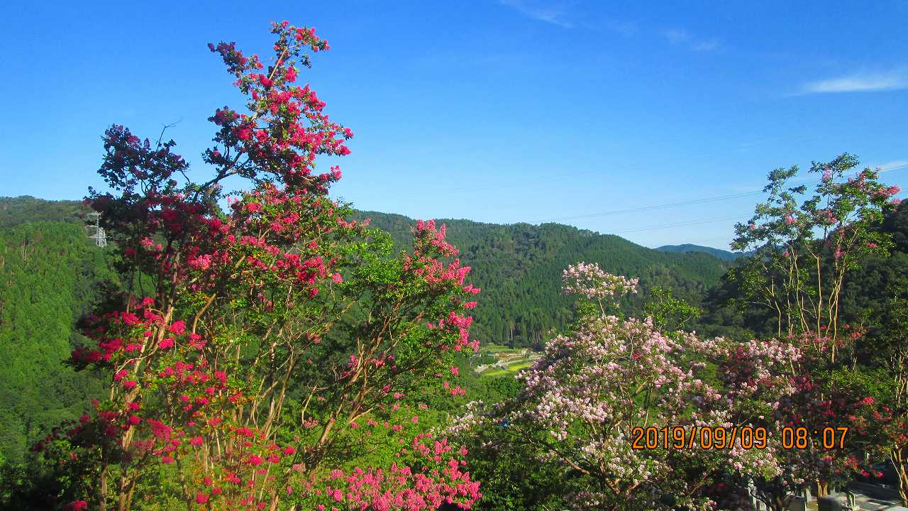 季節の樹木・花・5区階段墓域