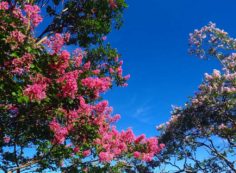 季節の樹木・花・5区階段墓域