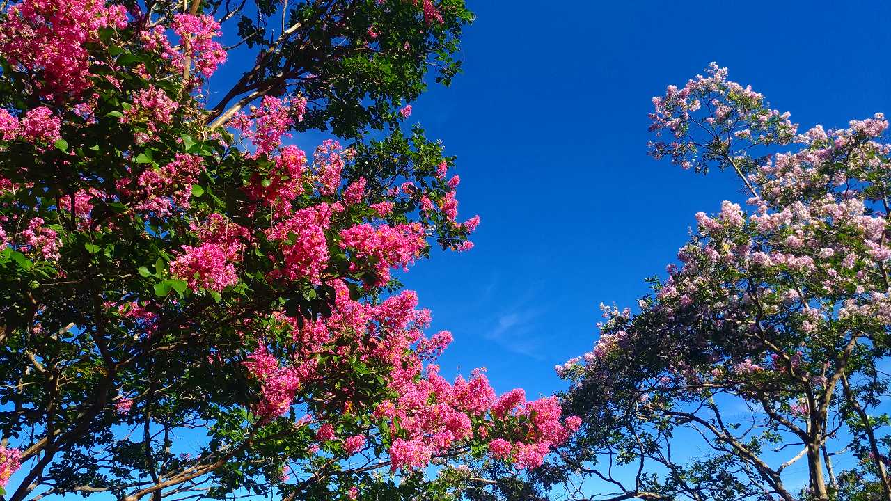 季節の樹木・花・5区階段墓域