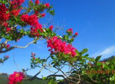 季節の樹木・花・5区階段墓域