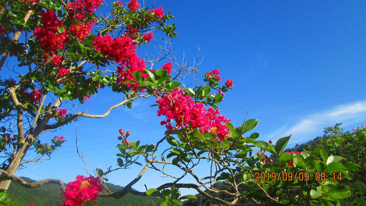 季節の樹木・花・5区階段墓域