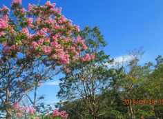 季節の樹木・花・5区階段墓域